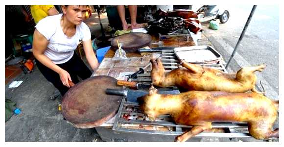 Как вьетнамцы готовят собак