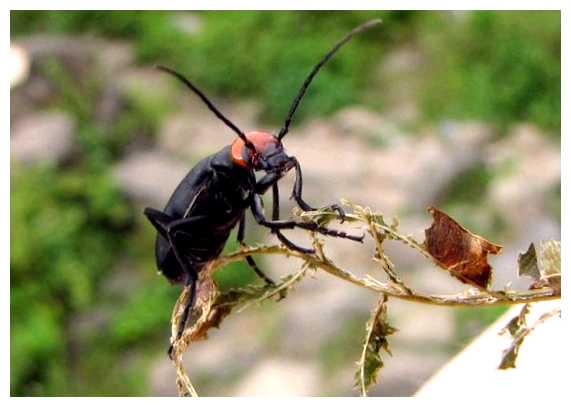 Какие есть опасные насекомые во Вьетнаме