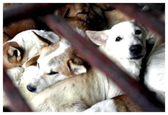 Какие породы собак едят во Вьетнаме